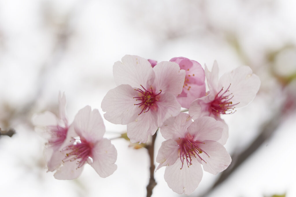 川根桜を撮影に花川「大東大山」へ